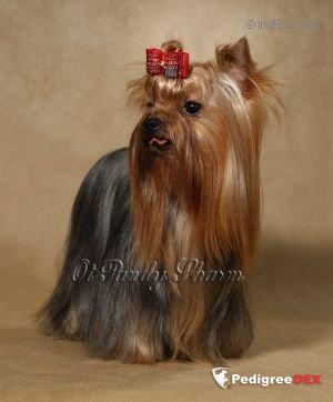 OT PANDI SHARM VLASTELIN IMPERII YORKOV OT PANDI SHARM &mdash; Labaza DogPedigree YorkshireTerrier